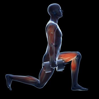 Anatomy of Growth: How to Train Your Leg Muscles