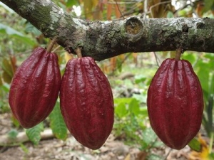 cacao tree