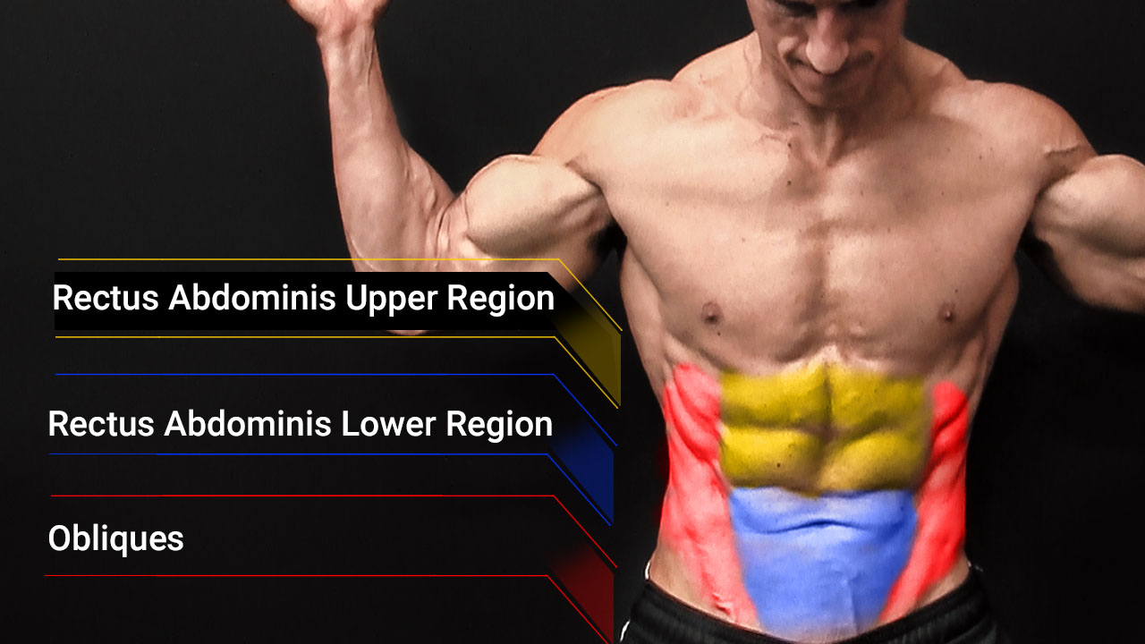 ab muscle anatomy showing rectus abdominis upper and lower and obliques