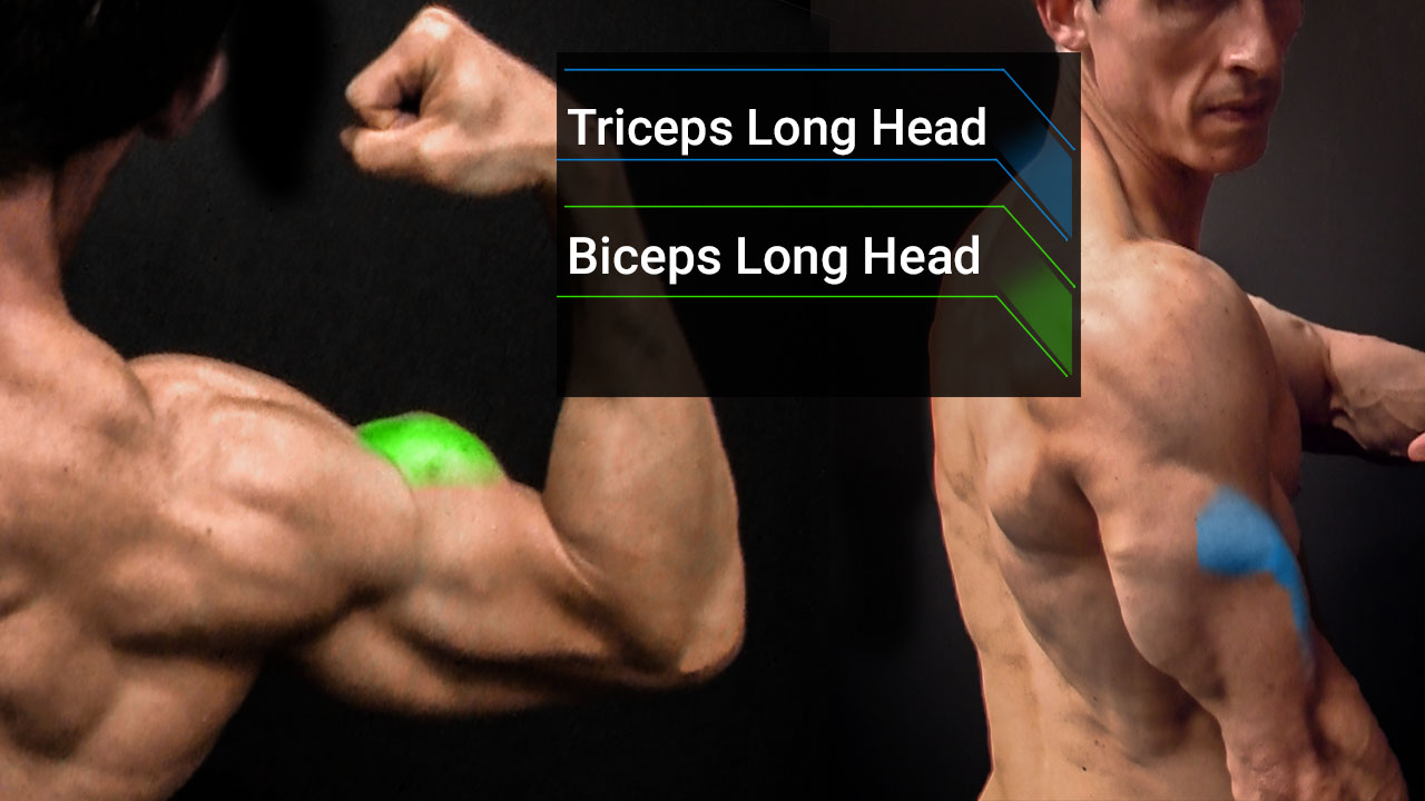 how to get bigger arms triceps and biceps long head anatomy