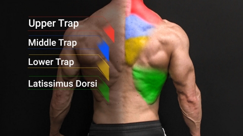 back muscle anatomy including upper middle and lower trapezius and latissimus dorsi