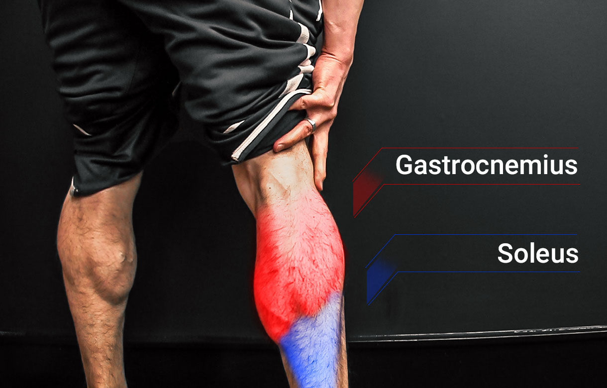 calf muscle anatomy including gastrocnemius and soleus muscles
