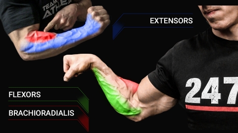 forearm muscles anatomy including flexors brachioradialis and extensors