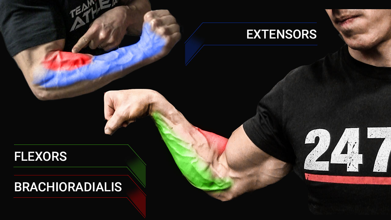 forearm extensor muscles