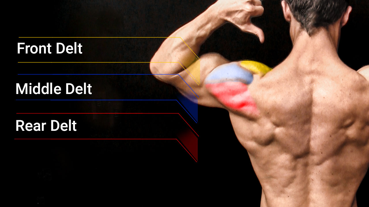 The PERFECT Shoulder Workout (Sets and Reps Included) 