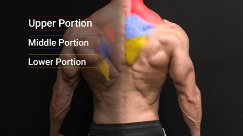 trapezius muscle