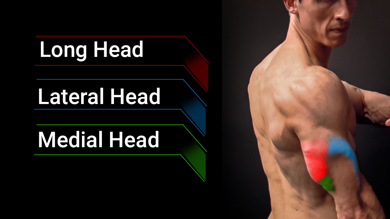 tricep muscle anatomy including long head, lateral head and medial head
