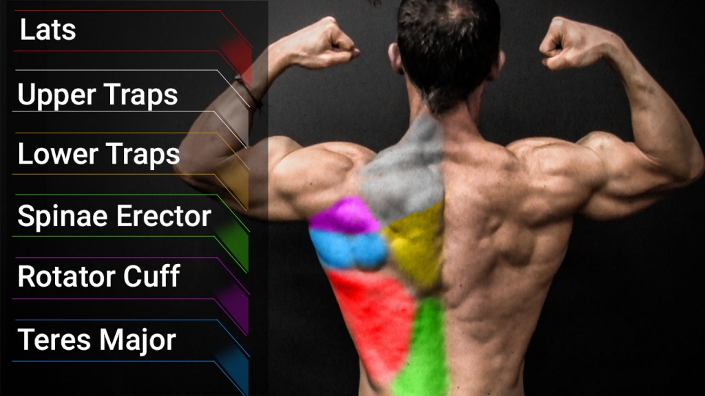 Anatomy of Growth: How to Train Your Back Muscles