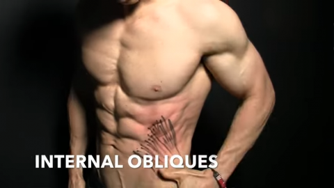 internal obliques