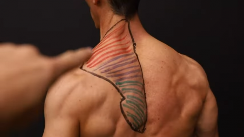 upper and lower trapezius muscles