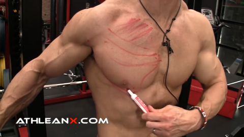abdominal head of the pecs