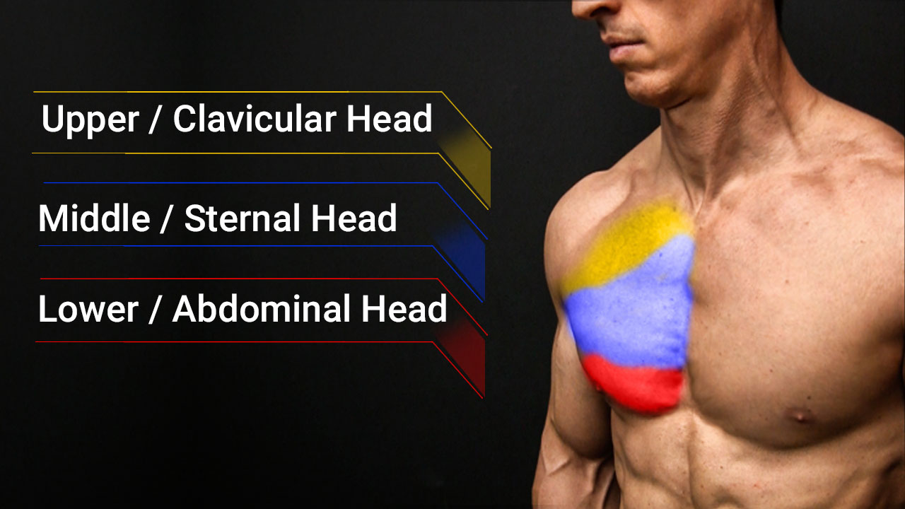 chest muscle anatomy including upper clavicular head, middle sternal head and lower abdominal head