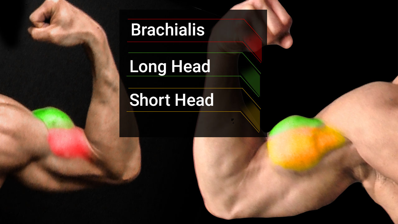 biceps muscle anatomy including long head, short head and brachialis