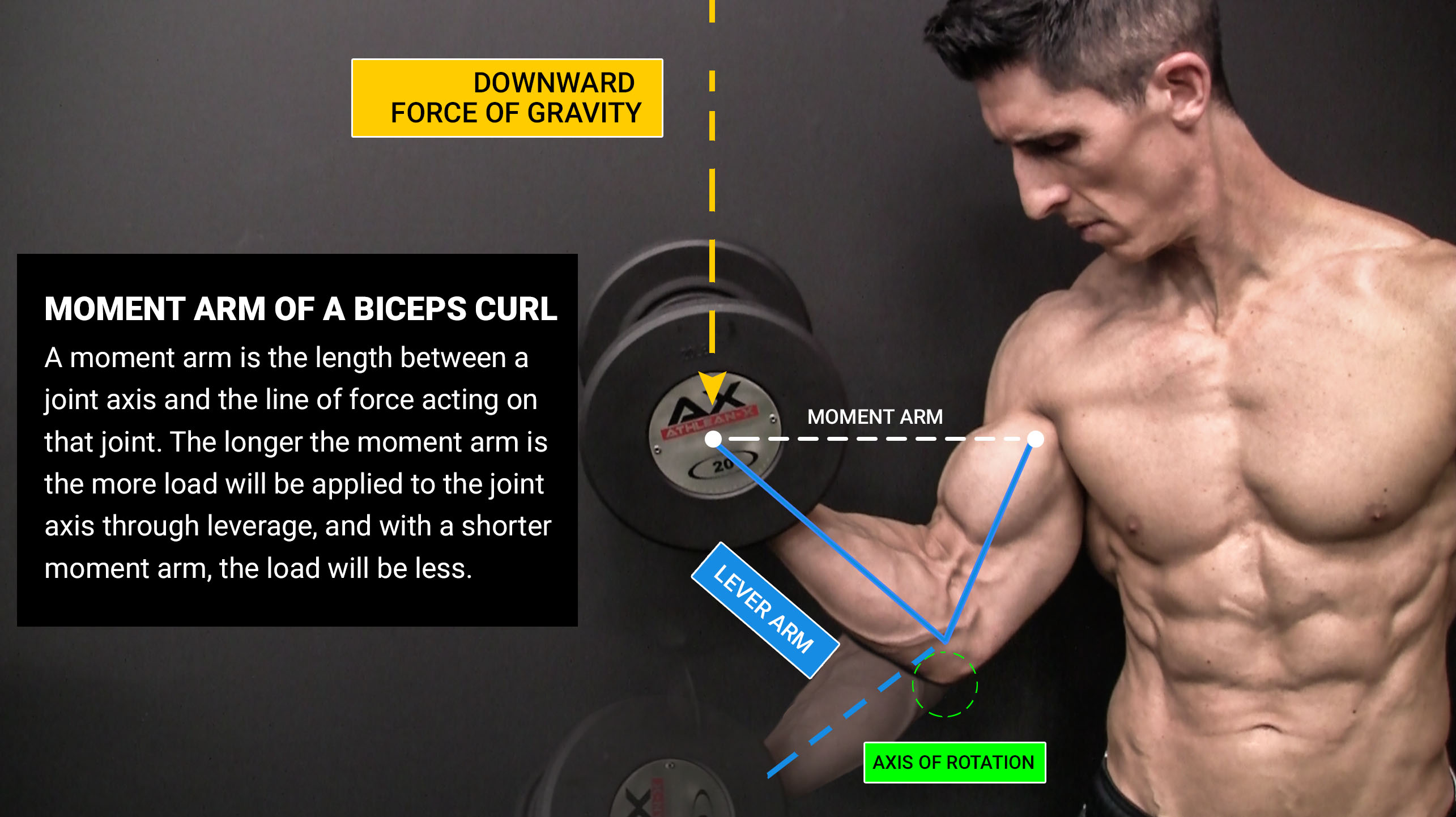 moment arm of a biceps curl with definition, downward force of gravity, lever arm and axis of rotation