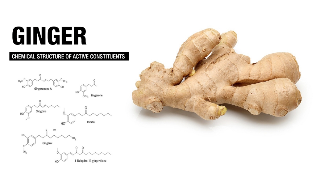 ginger for fat loss