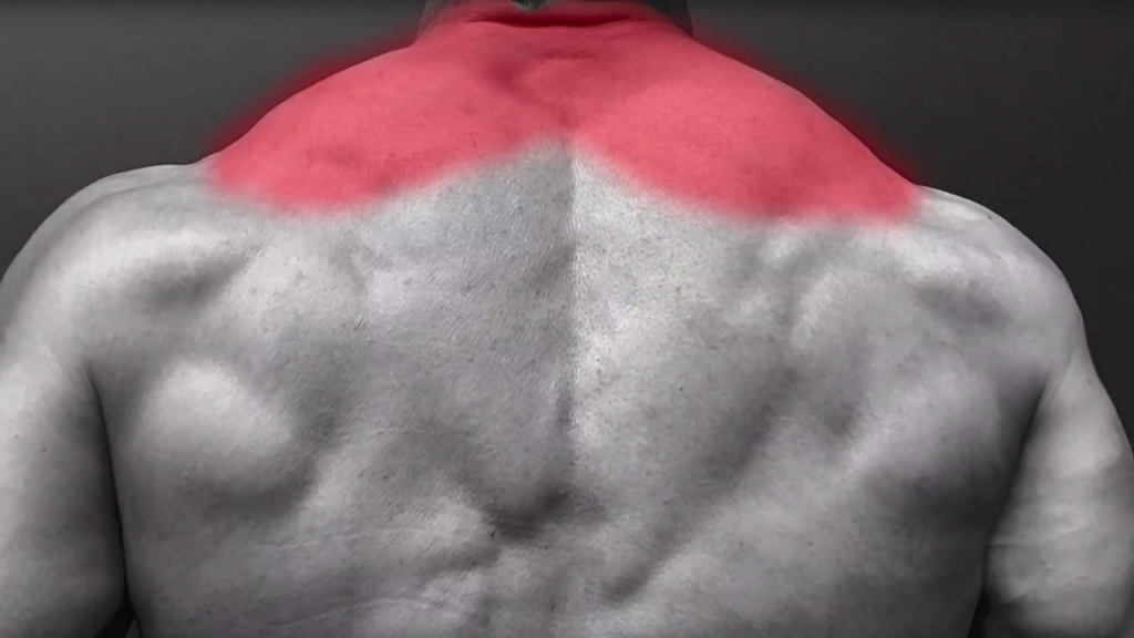 How to Get Bigger Traps ATHLEANX