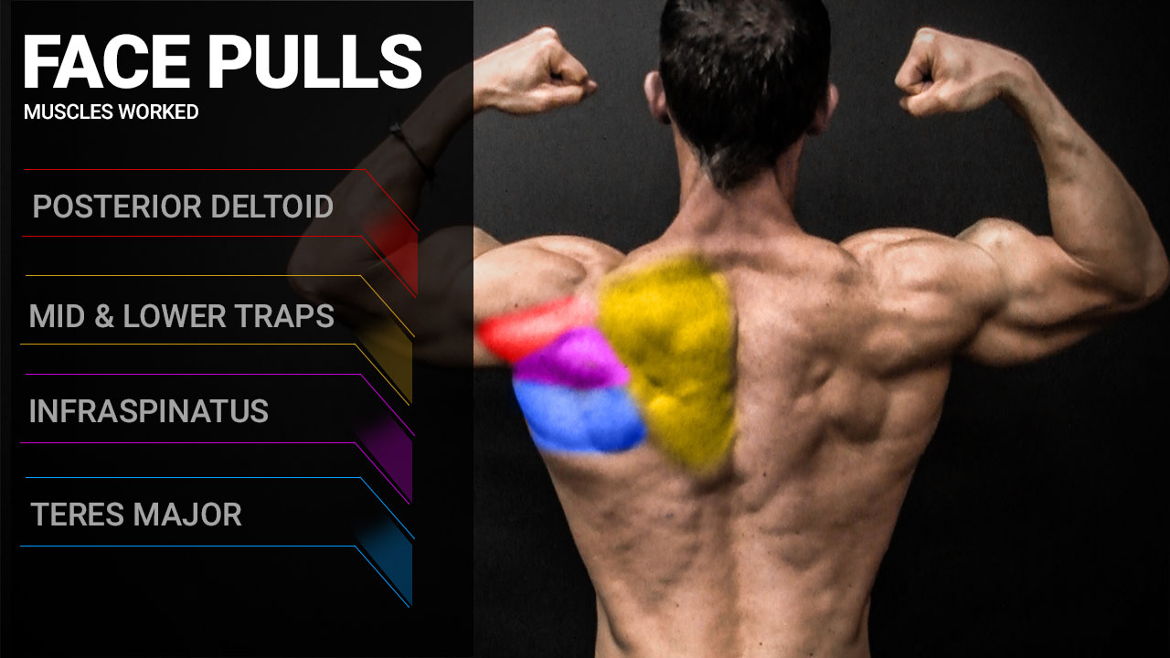 face pulls muscles worked anatomy including posterior deltoid, mid and lower traps, infraspinatus and teres major