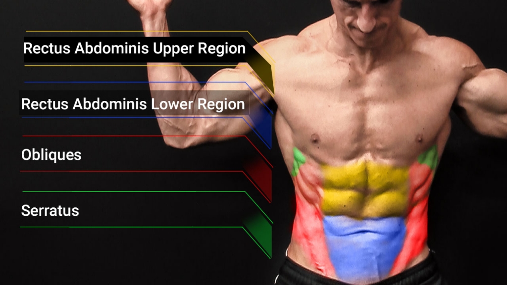 abdominal muscles anatomy