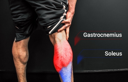 gastrocnemius and soleus muscles of the calves
