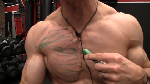 the chest muscle fibers originate from the clavicle