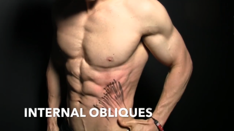 internal obliques muscles