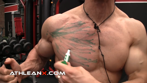lower chest muscle fibers