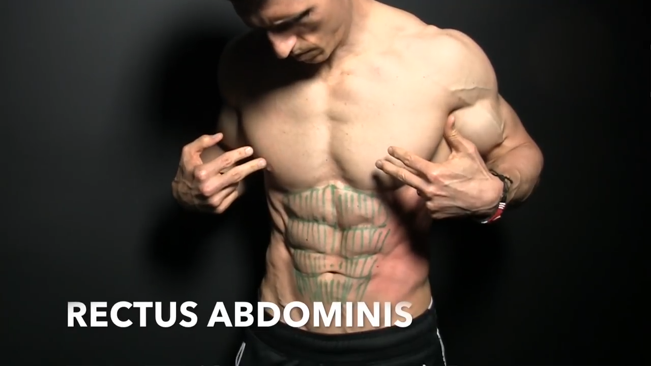rectus abdominis muscle