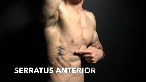 serratus anterior