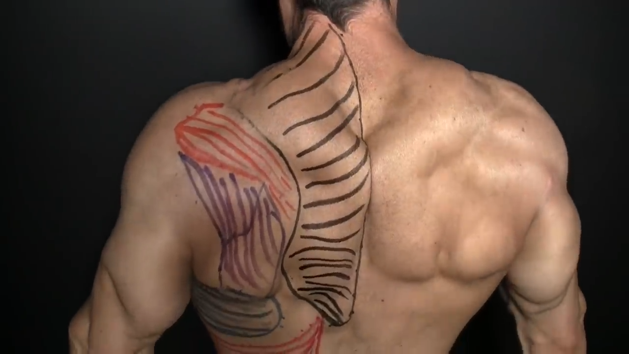 upper back and traps muscles