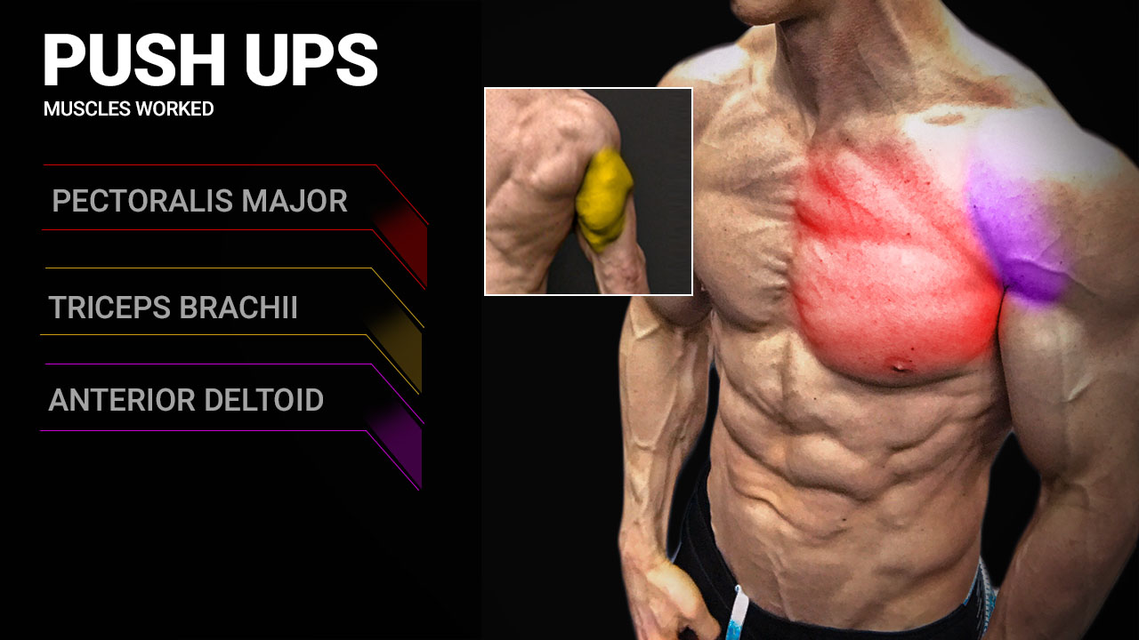 pushups muscles worked anatomy including pectoralis major, triceps brachii and anterior deltoid