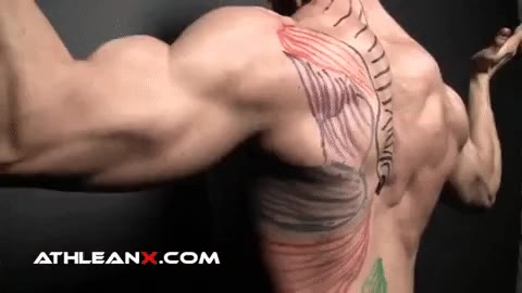 Lats Muscle: Building A Powerful Foundation for Upper-Body