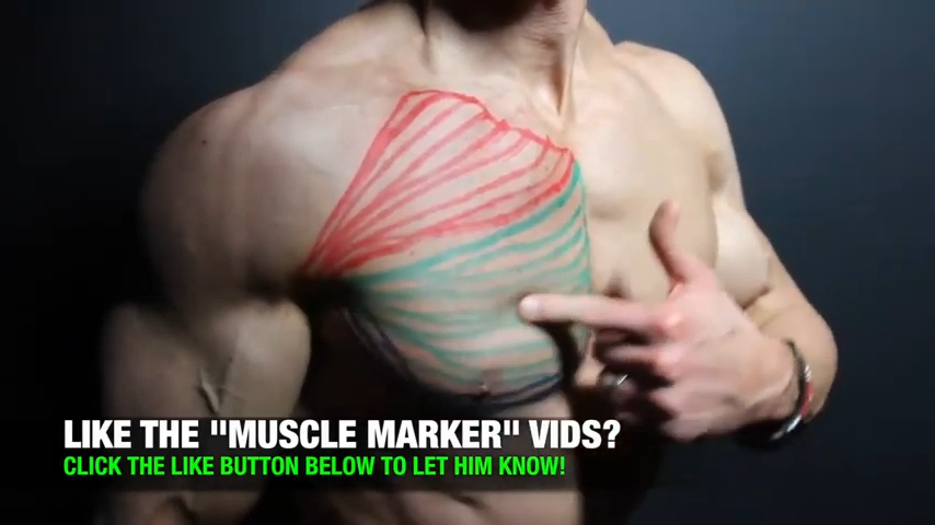 middle sternal chest muscle