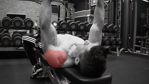 top of bench press anterior deltoids