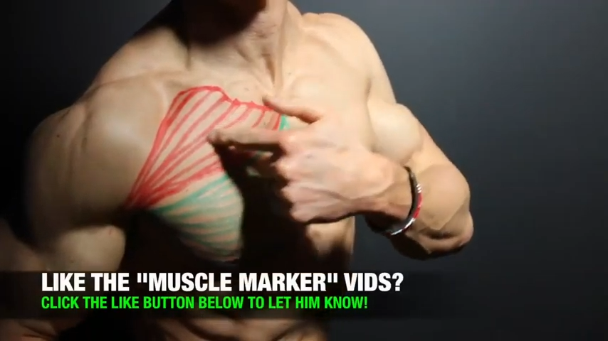 upper chest muscle