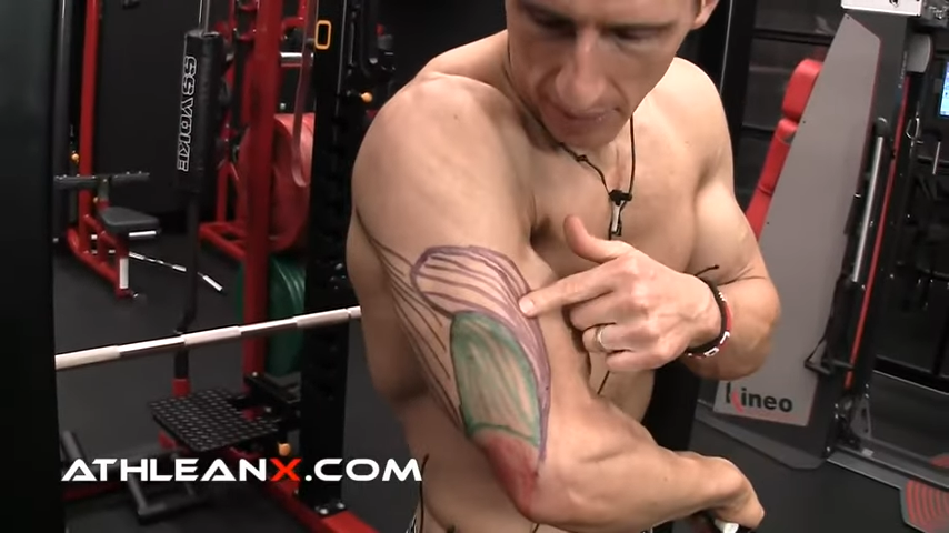 triceps lateral head