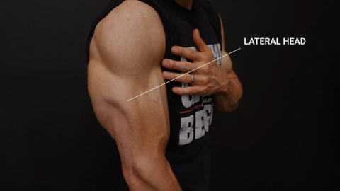 lateral head of the triceps