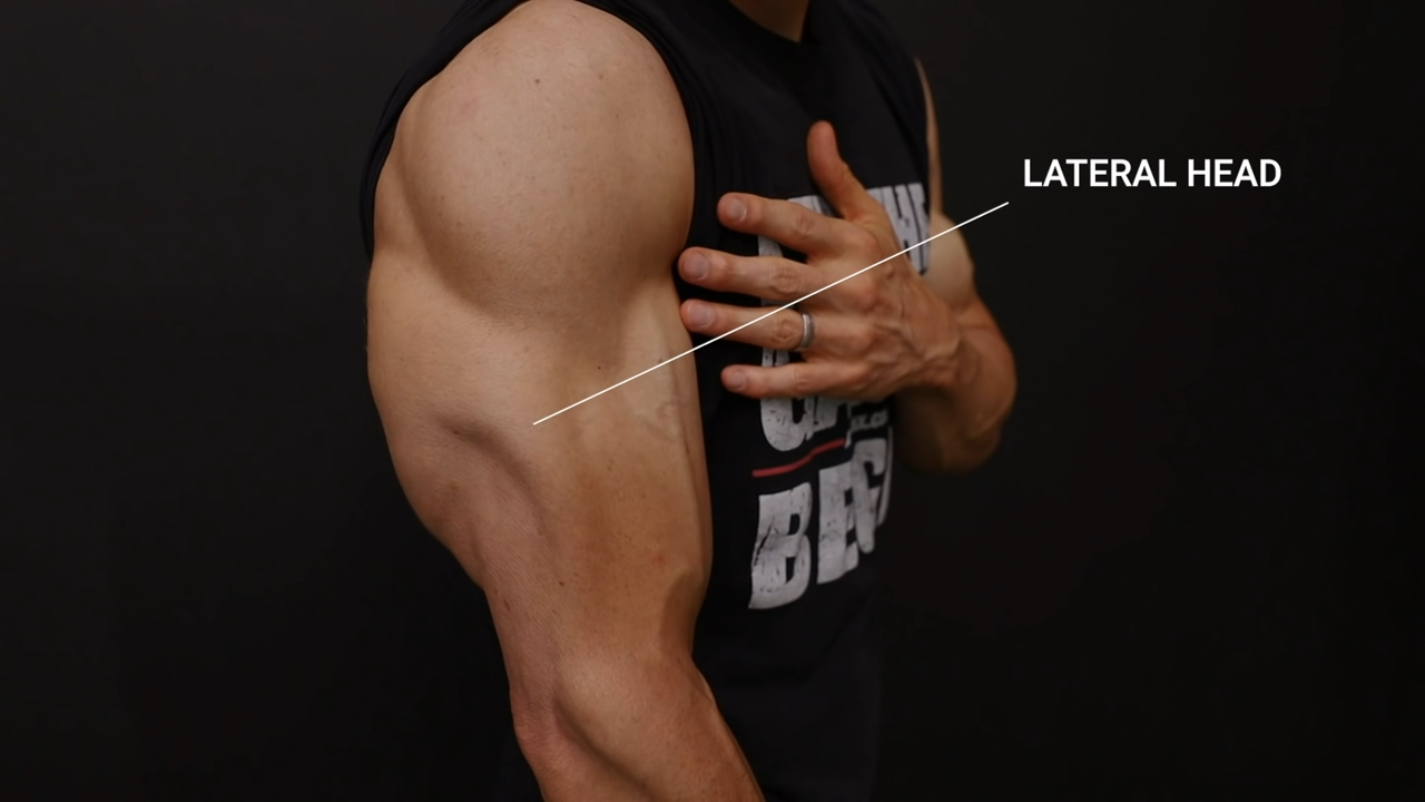 Arm Muscles - Triceps Dominate, Bicep Contrast