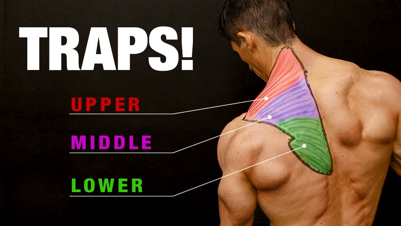 The 5 BEST Exercises To Build Bigger Traps