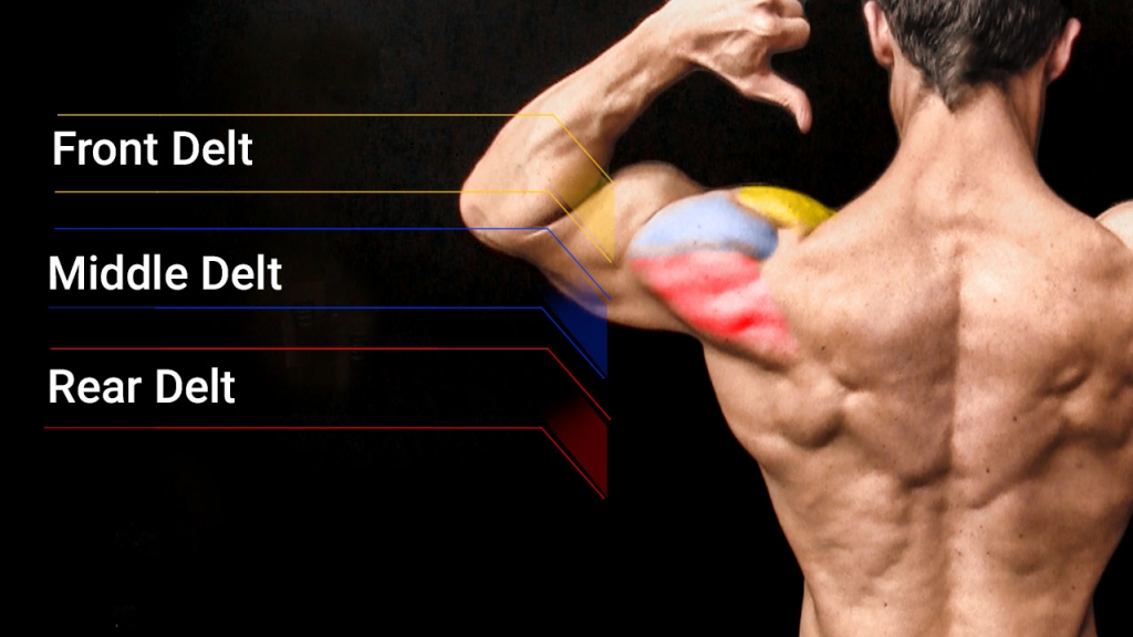 Shoulder Workouts - Best Exercises For Muscle & Strength