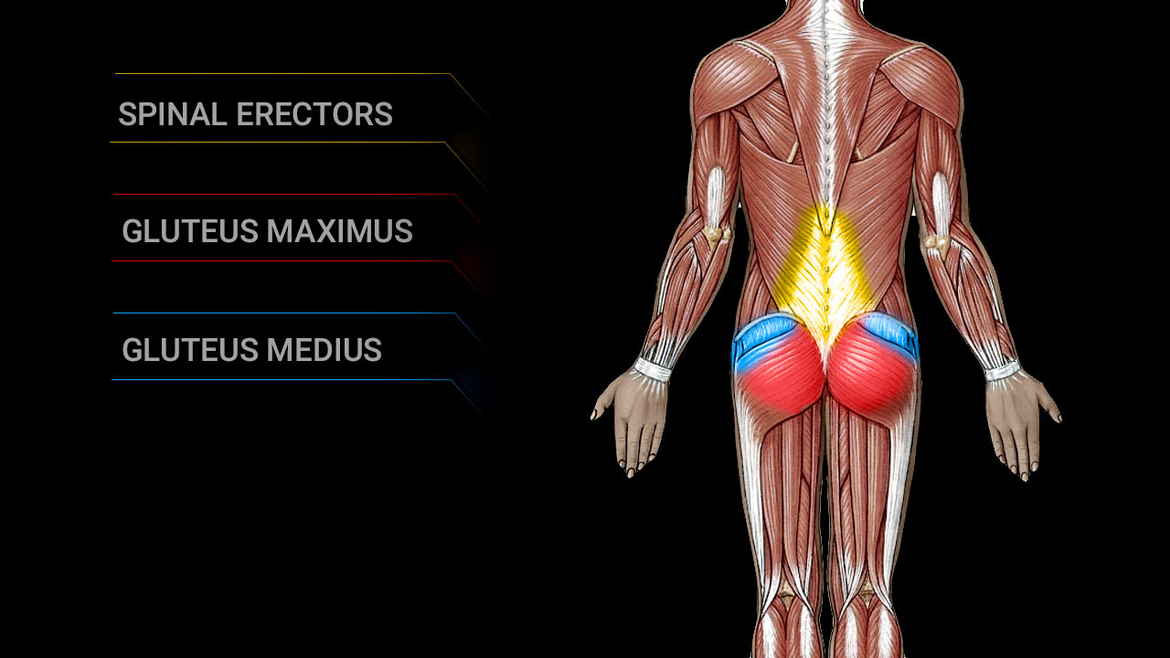 Lower Muscles of Back Anatomy and Low Back Pain