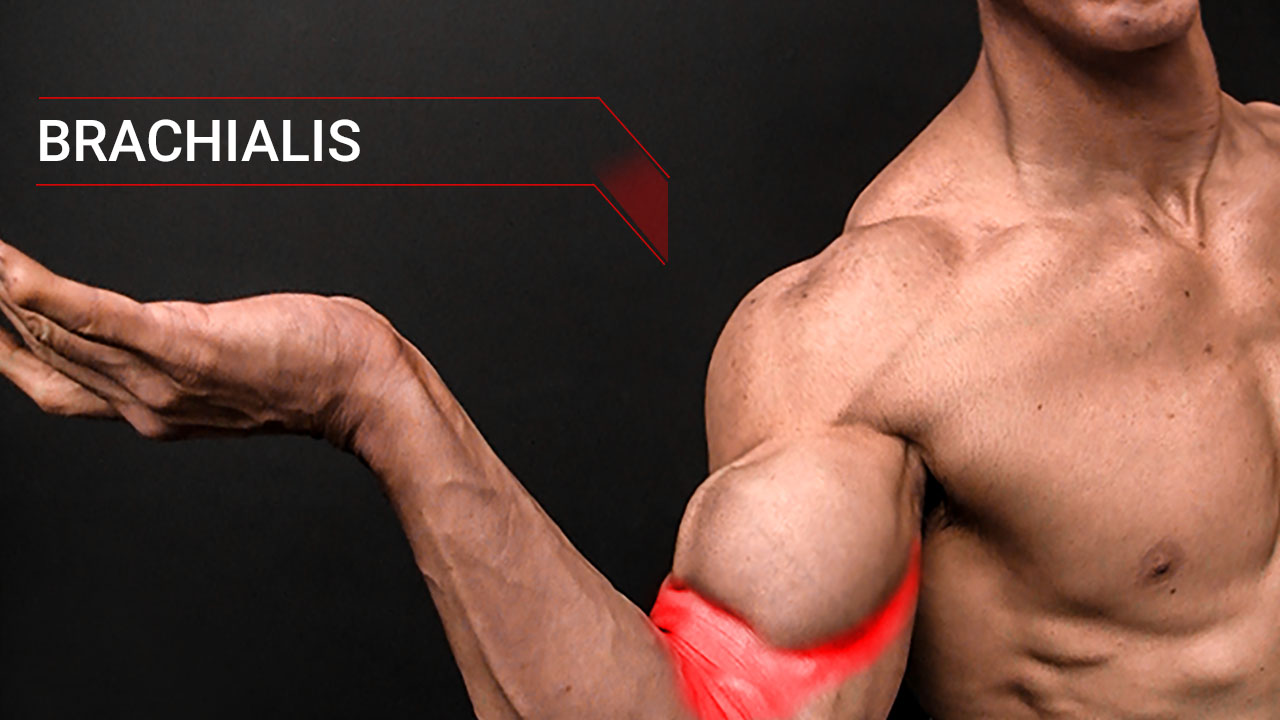 brachialis muscle of the biceps