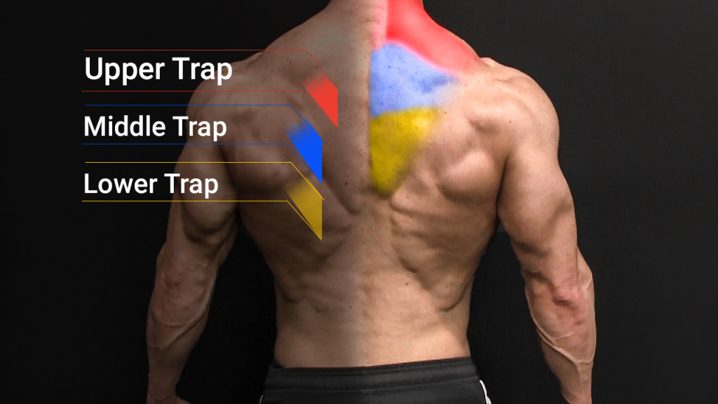 trap muscle regions
