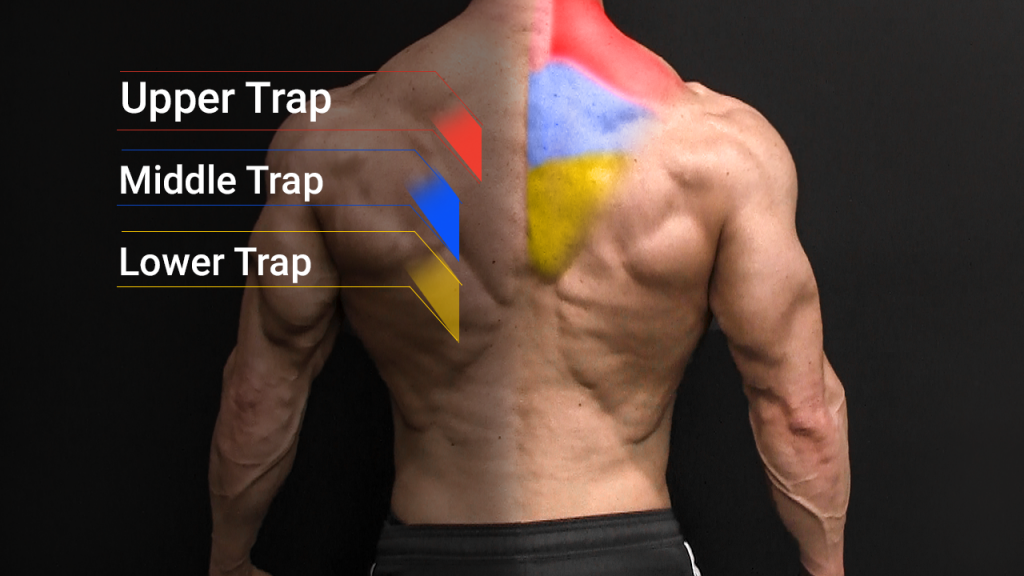 trapezius muscle exercise