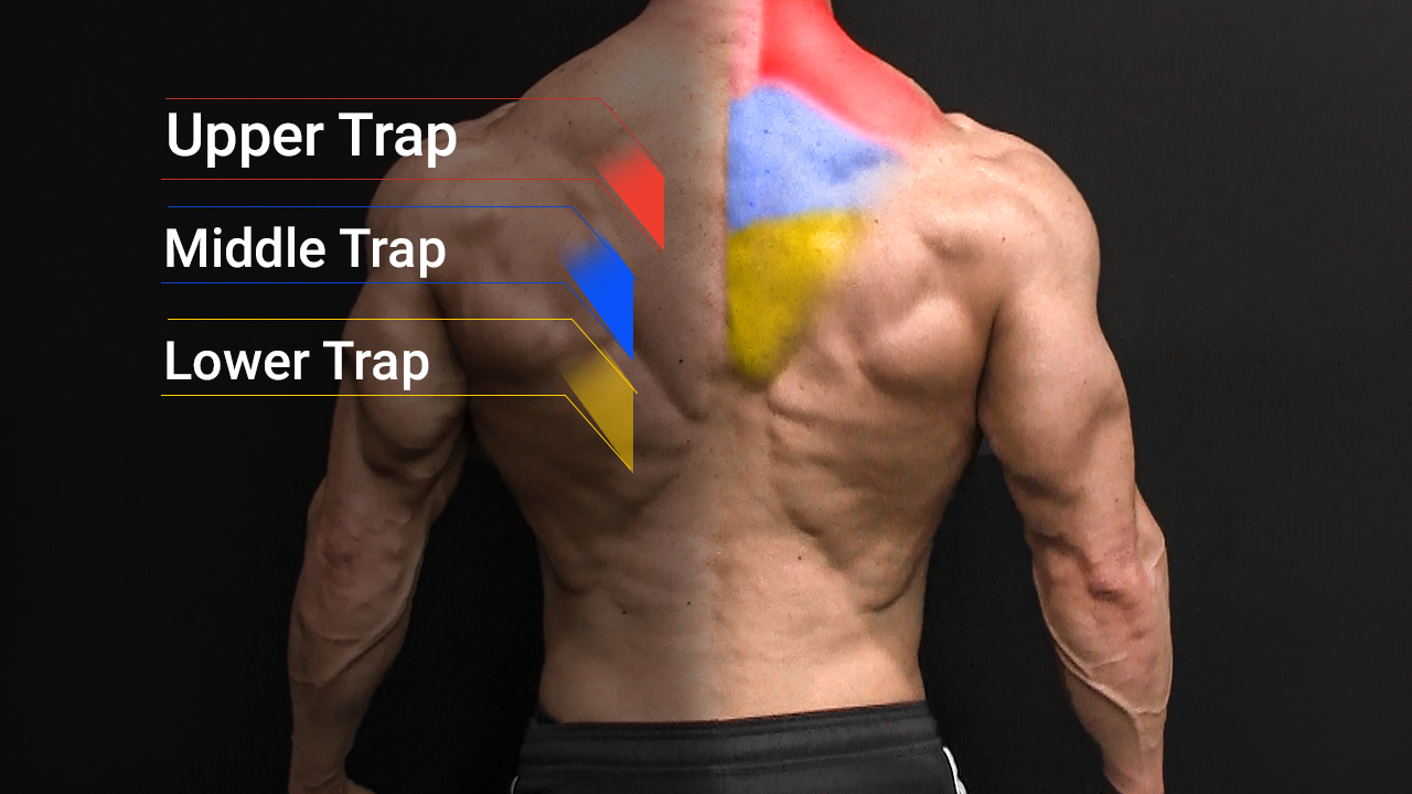 Best Upper Trap Exercises Upper Traps Workout ATHLEAN X