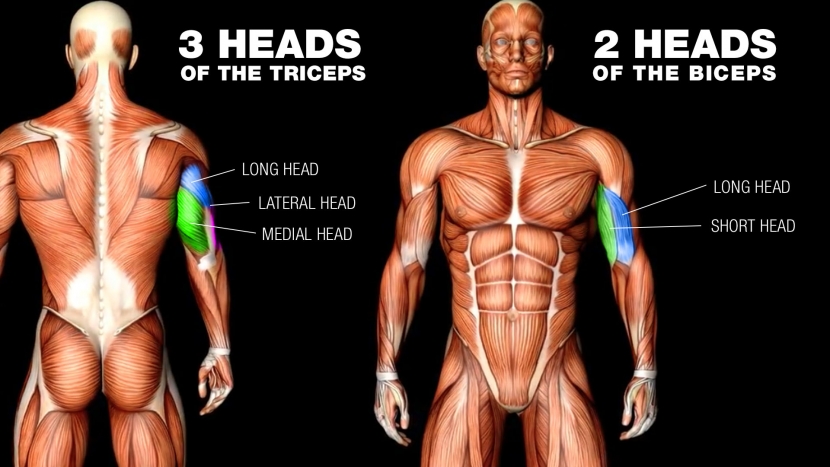 triceps and biceps muscle heads diagram