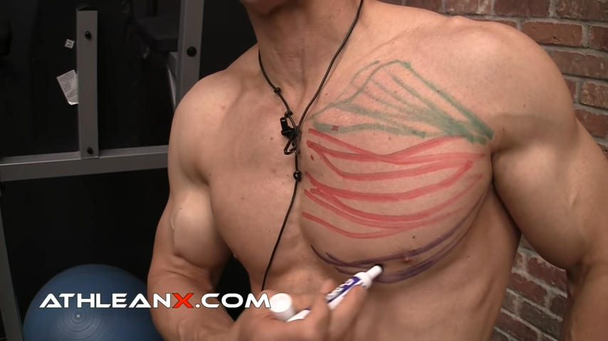 lower chest muscles