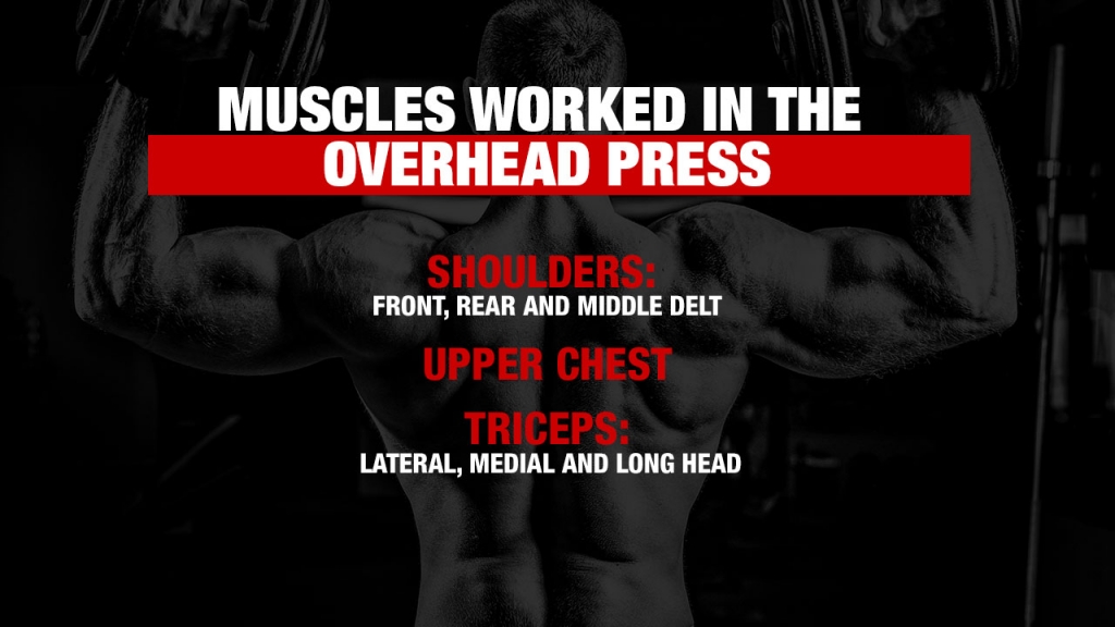 overhead press muscles worked