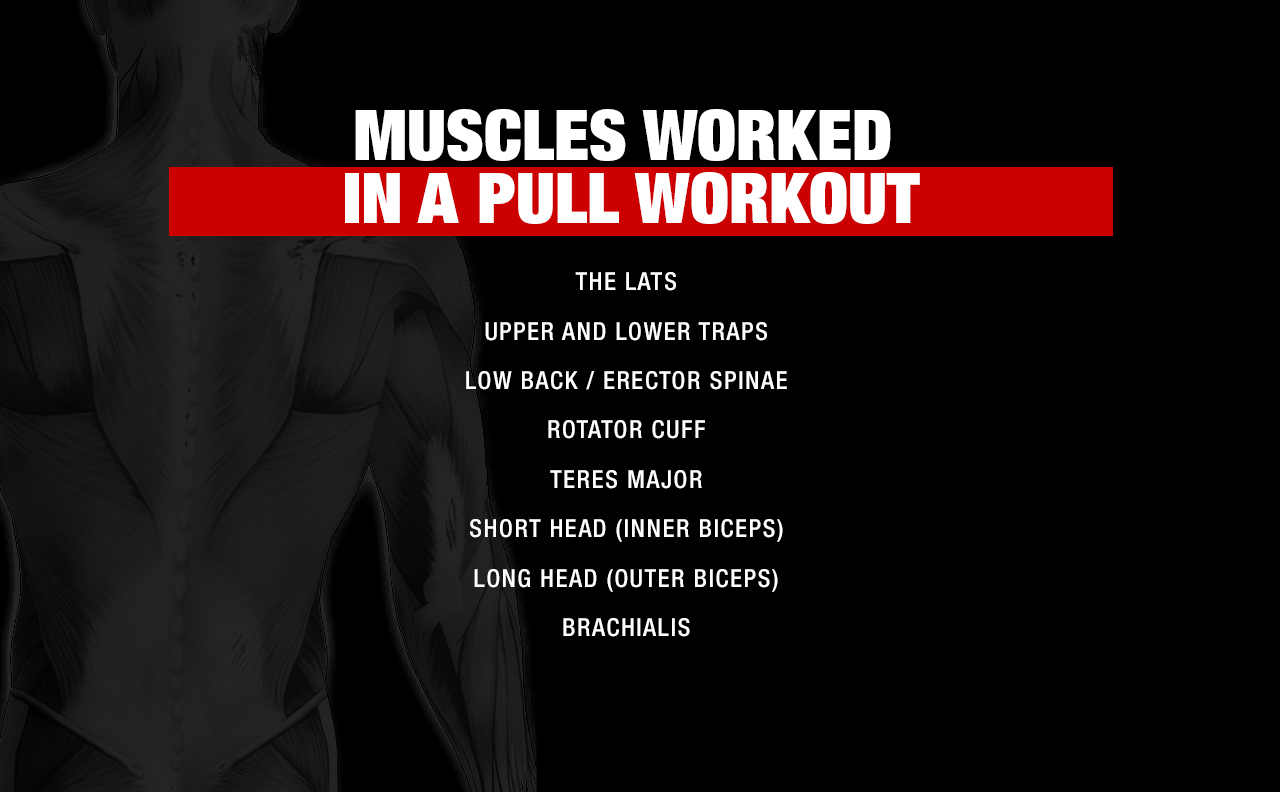 muscles worked in a pull workout
