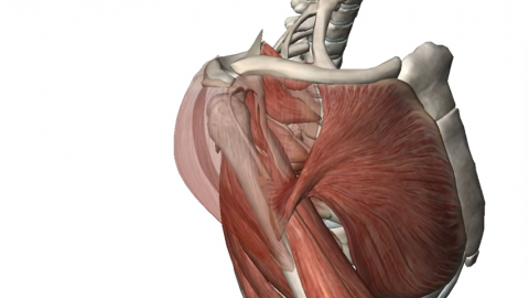 long head of biceps attachment to shoulder joint