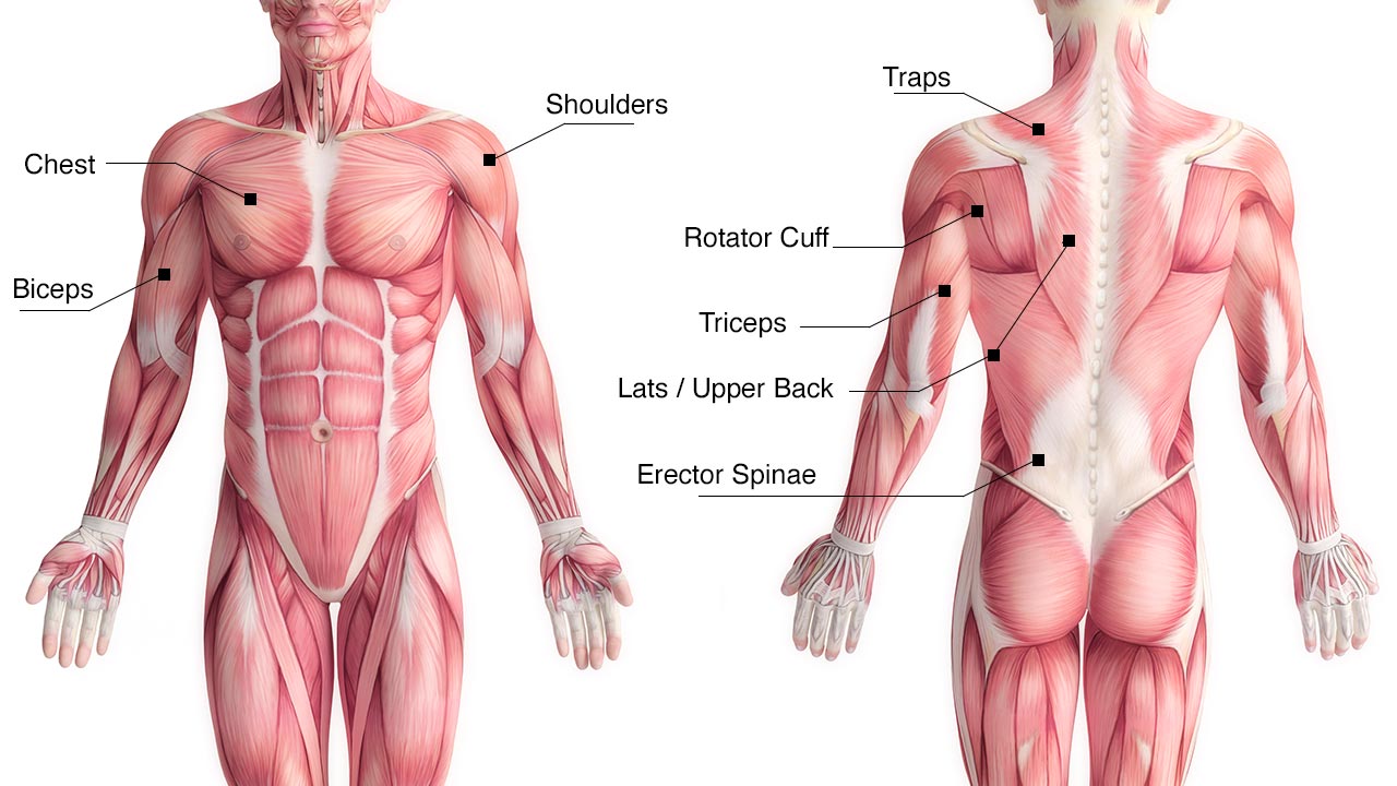 upper body muscle groups